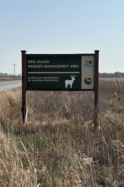 Deal island Wildlife Management Area, Deal Island, MD