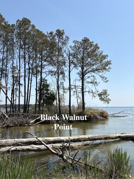 Black Walnut Point Natural Resources Management Area, Tilghman Island, MD