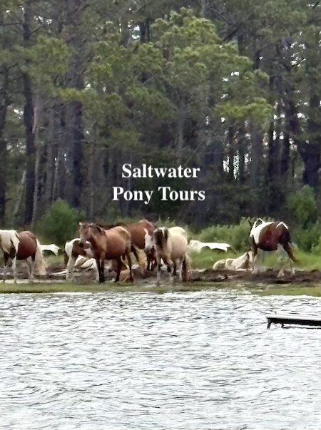 Saltwater Pony Tours, Chincoteague, VA